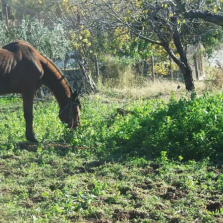 Agriturismo Masseria I Risi * SantʼEufemia Lamezia