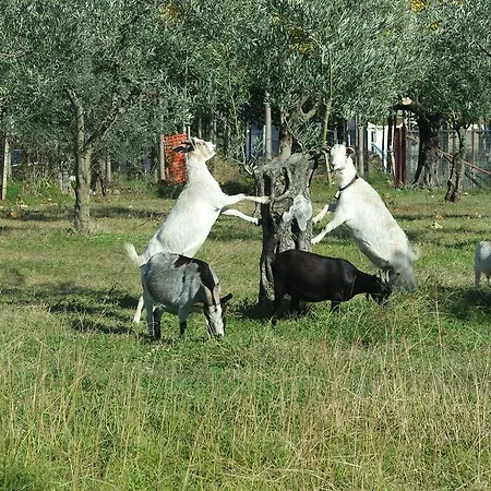 منزل ريفي Agriturismo Masseria I Risi