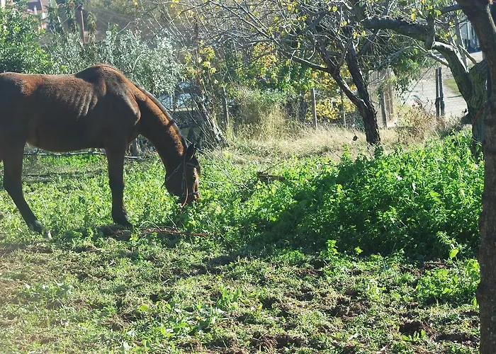 Agriturismo Masseria I Risi * SantʼEufemia Lamezia