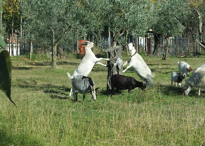 Casa de Campo Agriturismo Masseria I Risi
